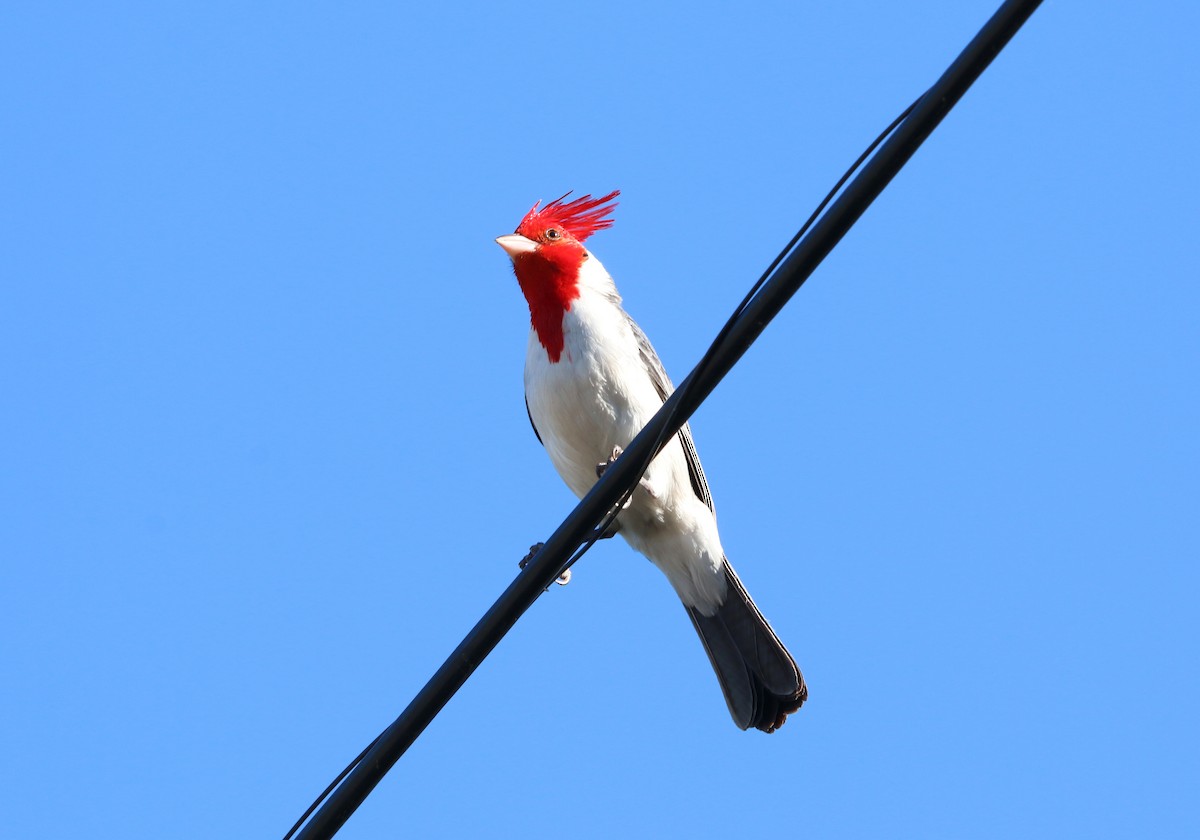 Cardenilla Crestada - ML646858030