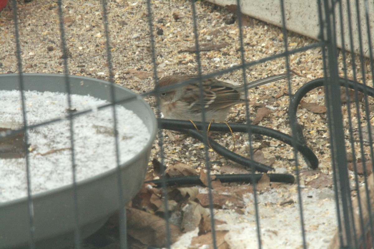 Field Sparrow - ML646858031