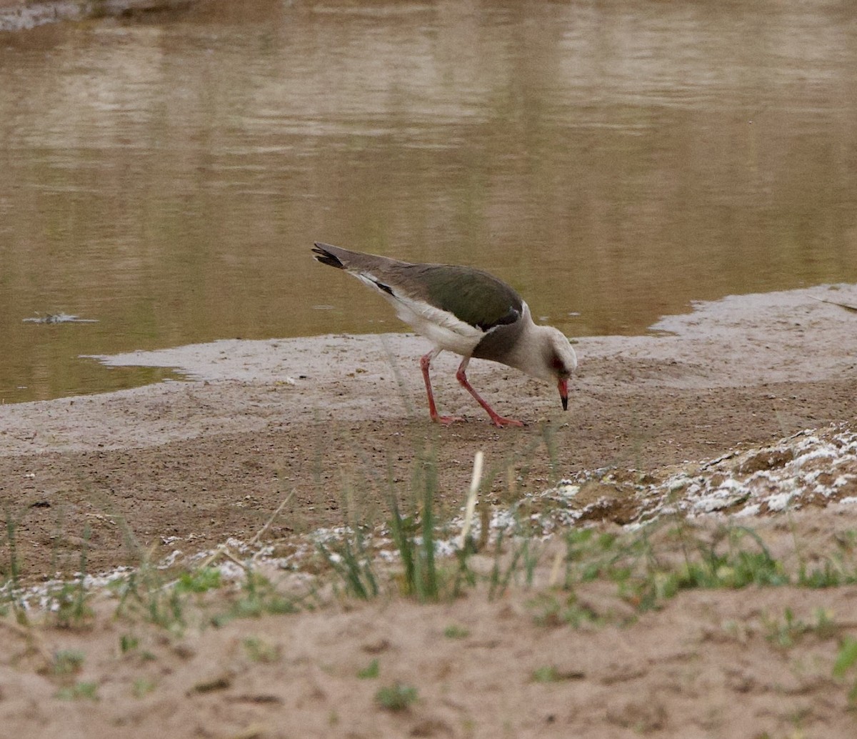 Avefría Andina - ML646858032