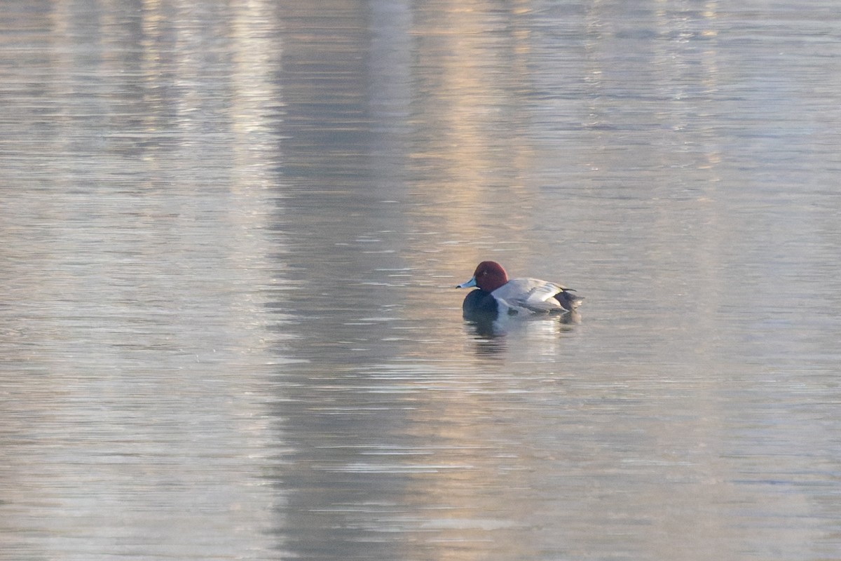 Porrón Americano - ML646858034