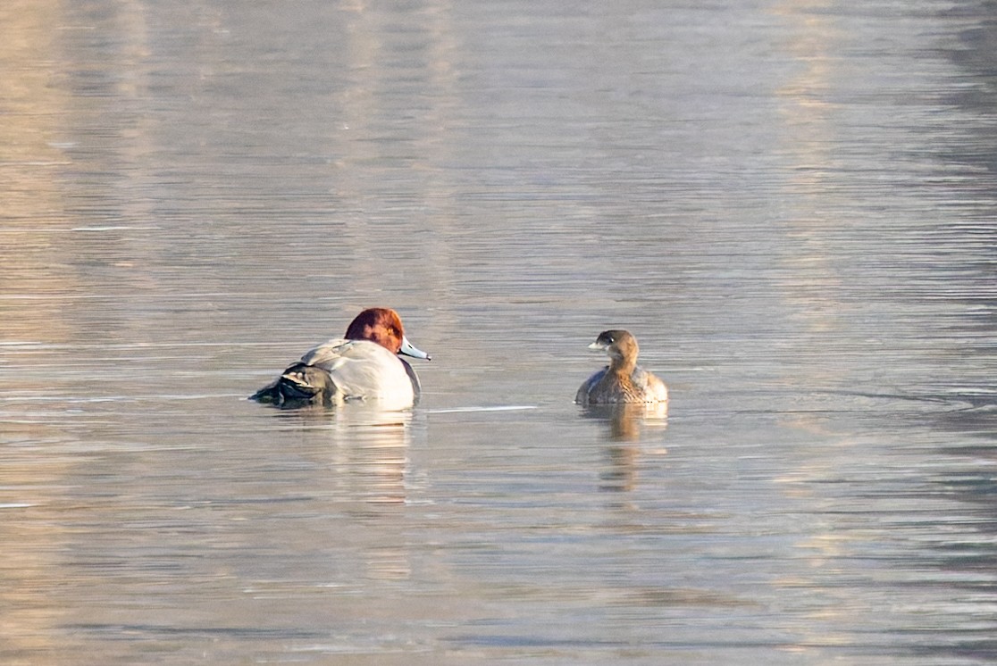 Porrón Americano - ML646858035