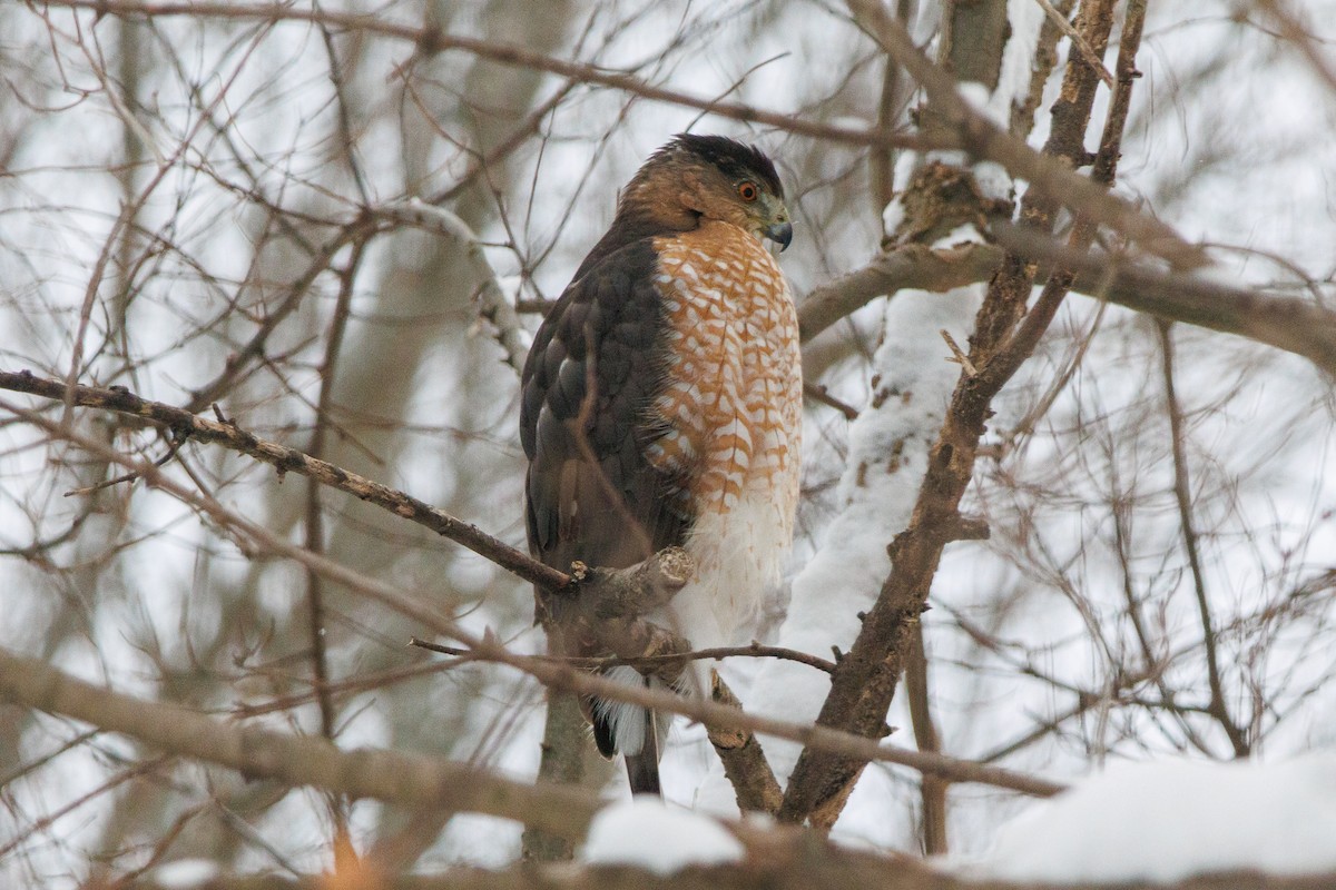 Gavilán de Cooper - ML646858036