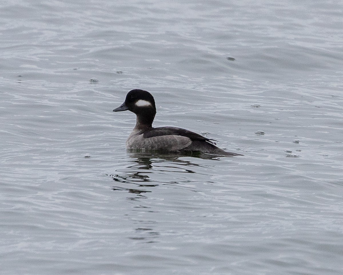 Porrón Albeola - ML646858037