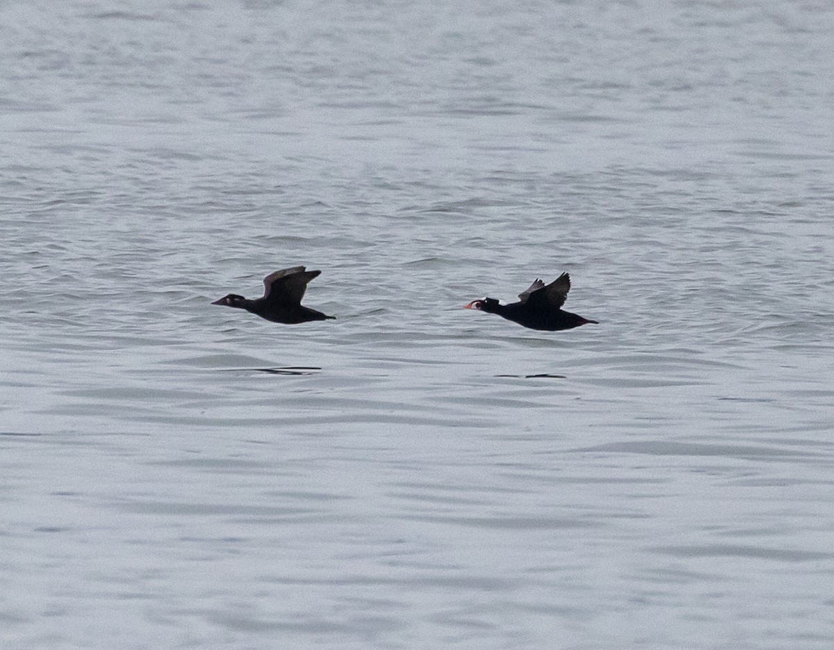 アラナミキンクロ - ML646858040