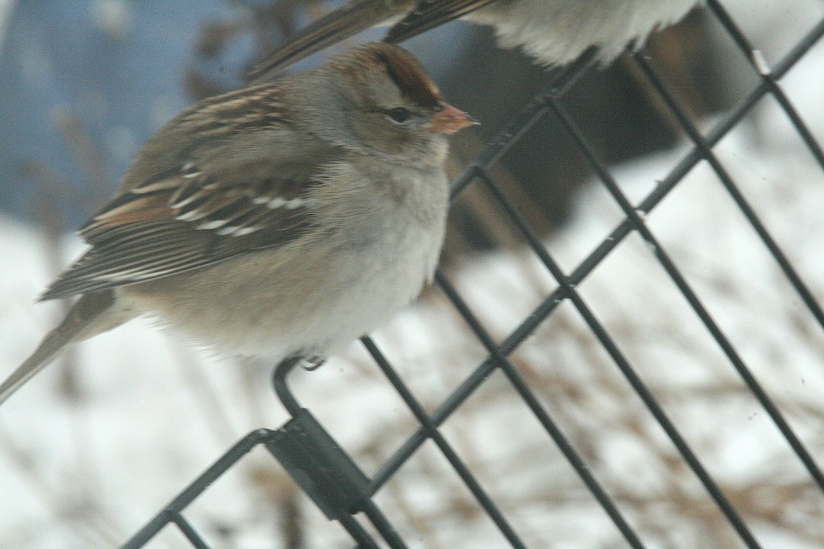 Dachsammer - ML646858042