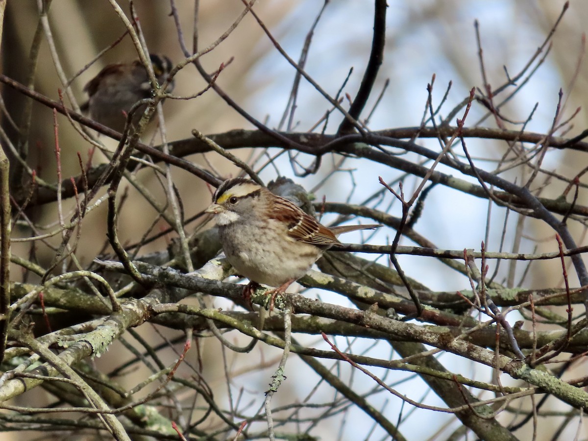 White-throated Sparrow - ML646858043