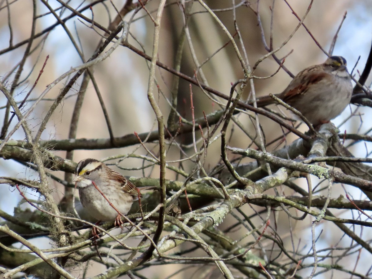 White-throated Sparrow - ML646858044