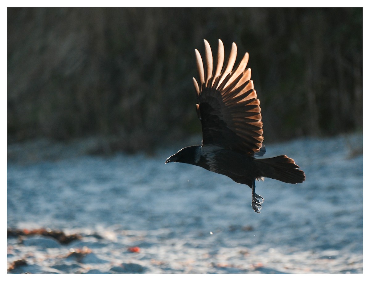 Carrion x Hooded Crow (hybrid) - ML646858046