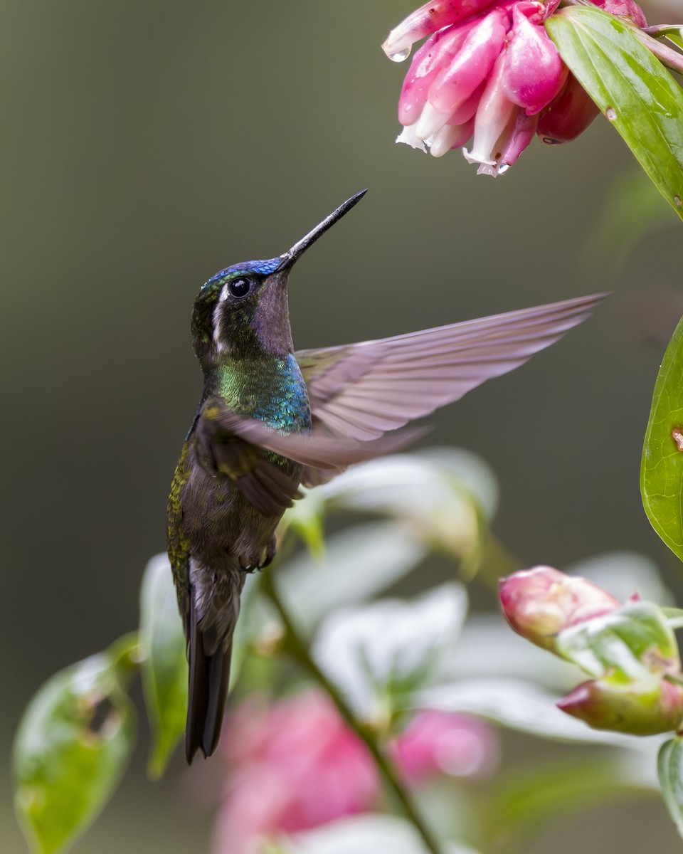 kolibřík fialovohrdlý - ML646858052