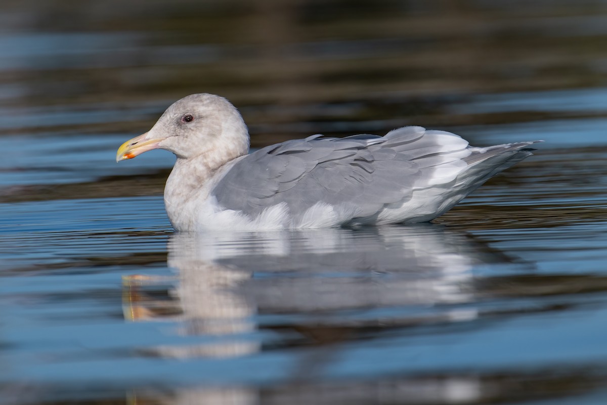 Gaviota de Bering - ML646858053