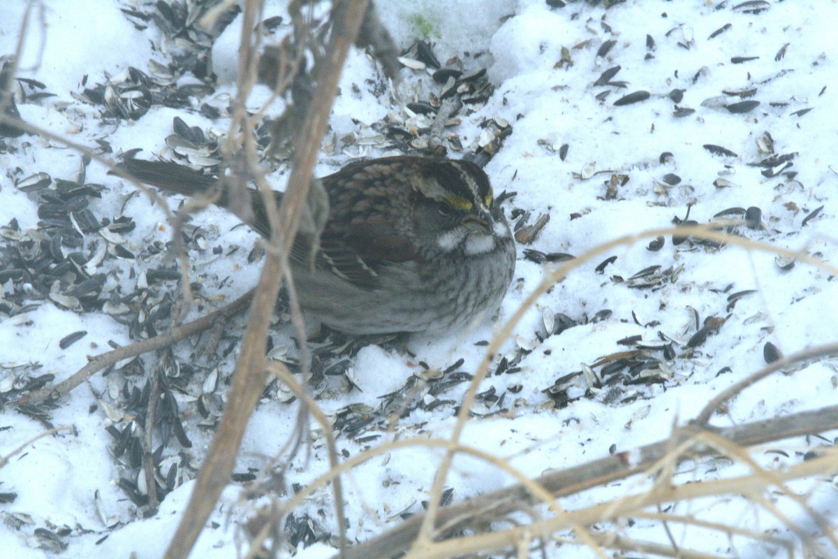 White-throated Sparrow - ML646858054