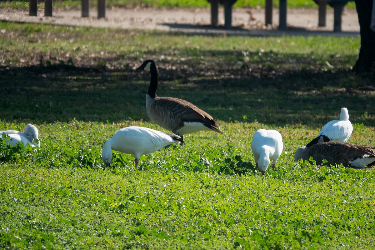 Snow Goose - ML646858055