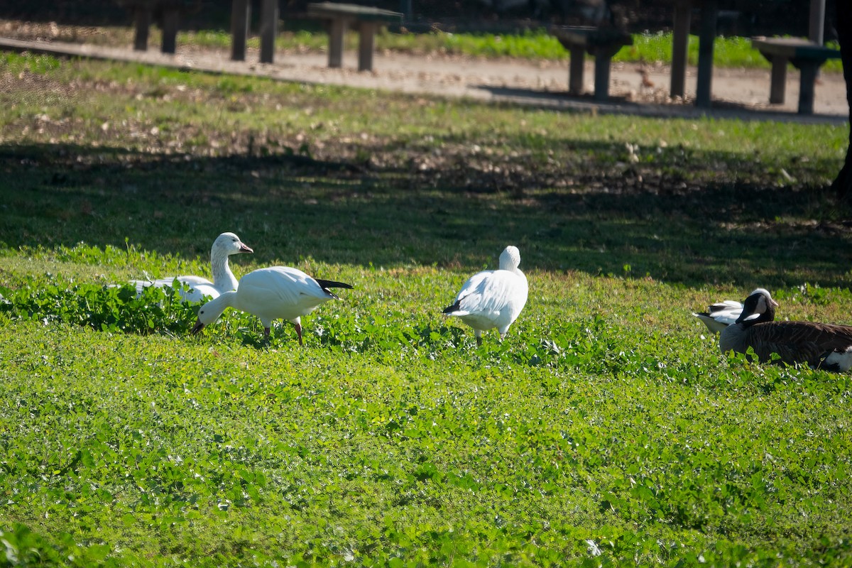 Snow Goose - ML646858056