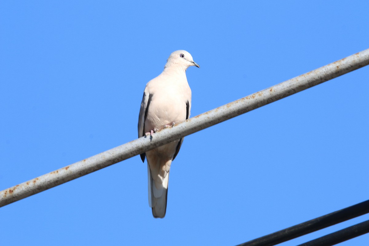 Picui Ground Dove - ML646858058