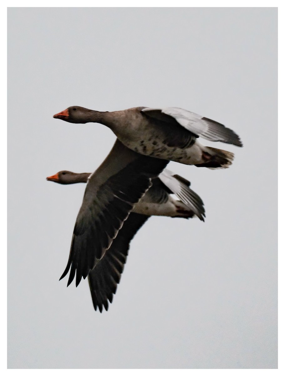 Graylag Goose - ML646858059