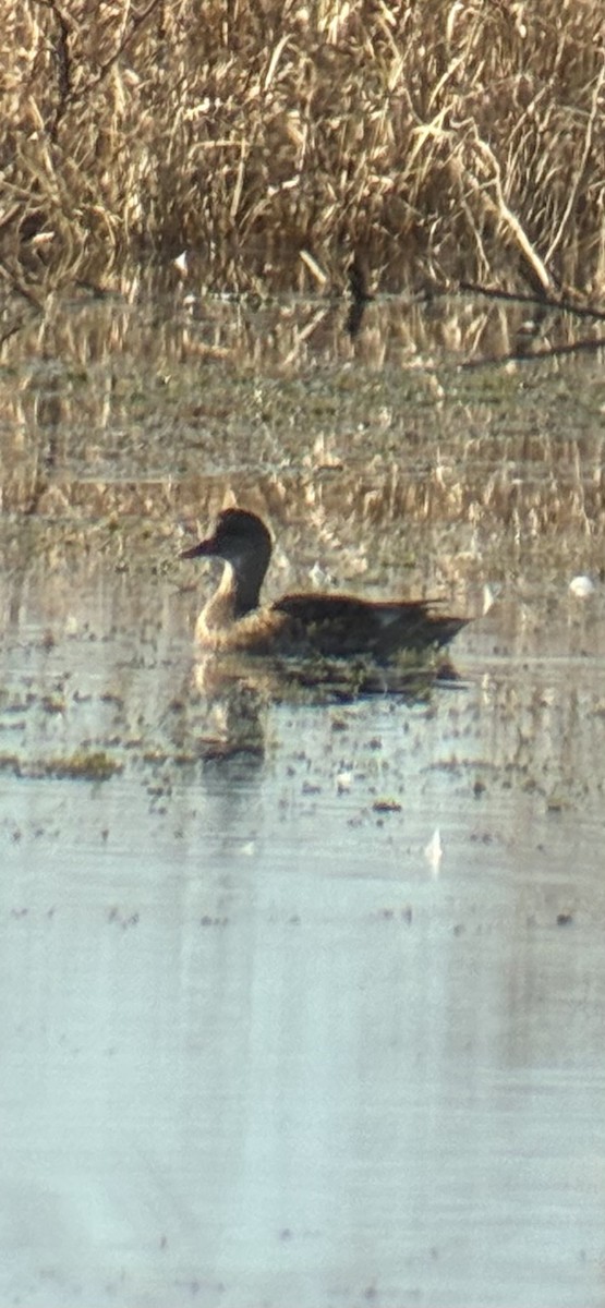 kopřivka obecná - ML646858060