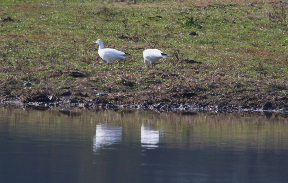 Ross's Goose - ML646858061