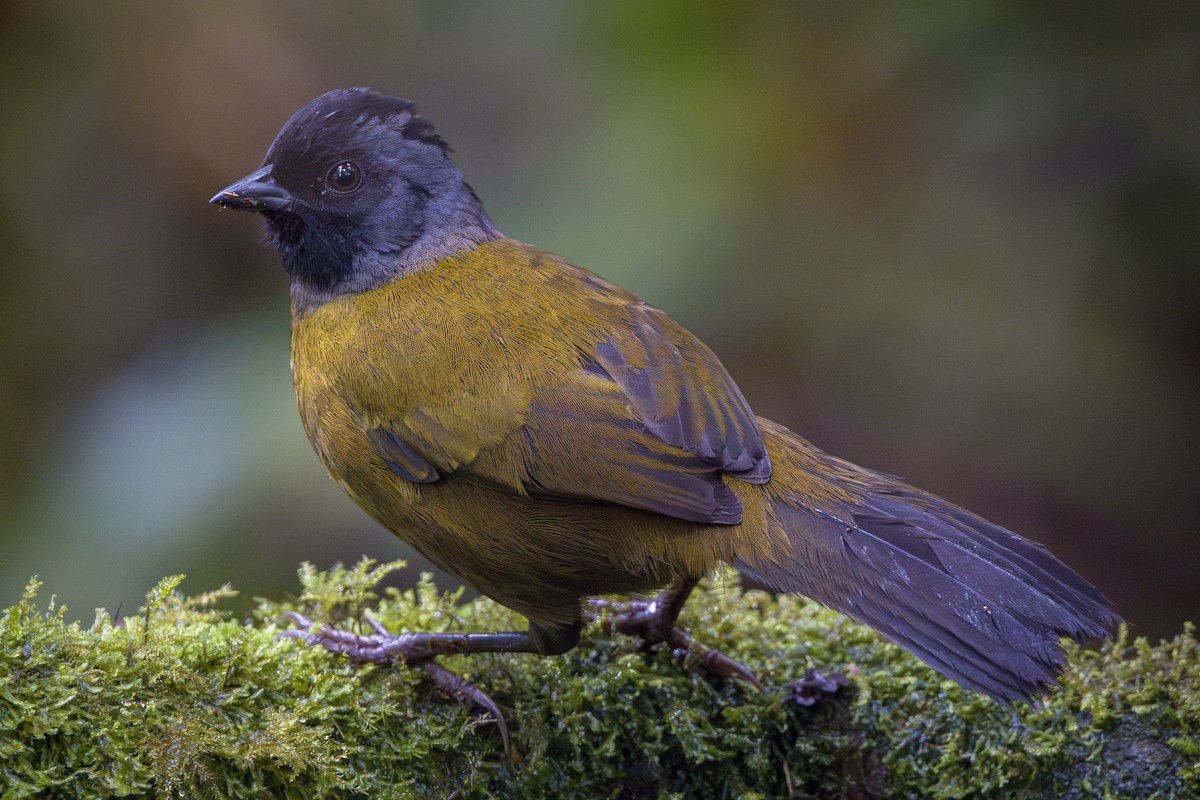 Large-footed Finch - ML646858066
