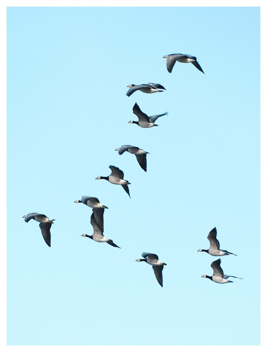 Barnacle Goose - ML646858067