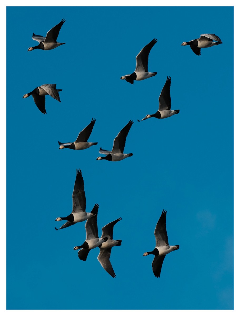 Barnacle Goose - ML646858068