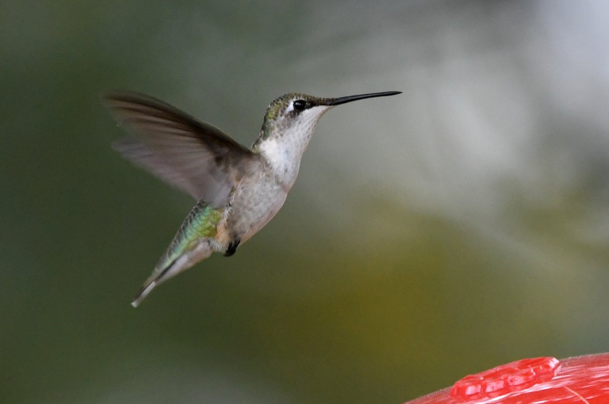 Ruby-throated Hummingbird - ML646858071