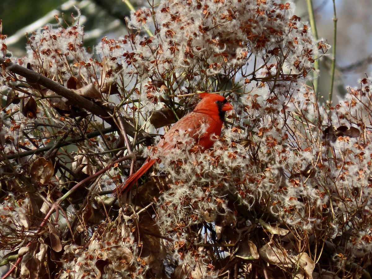 Northern Cardinal - ML646858077