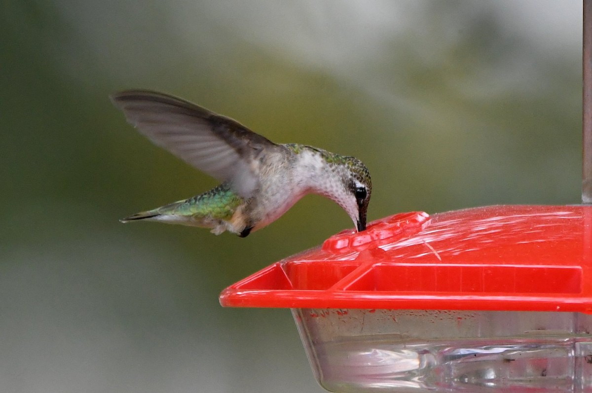 Ruby-throated Hummingbird - ML646858078