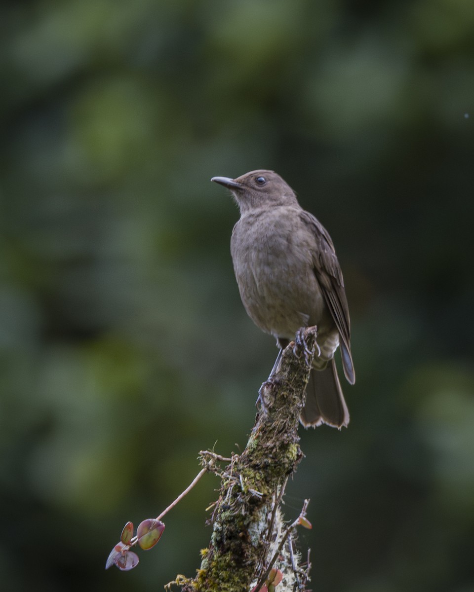 drozd středoamerický - ML646858079