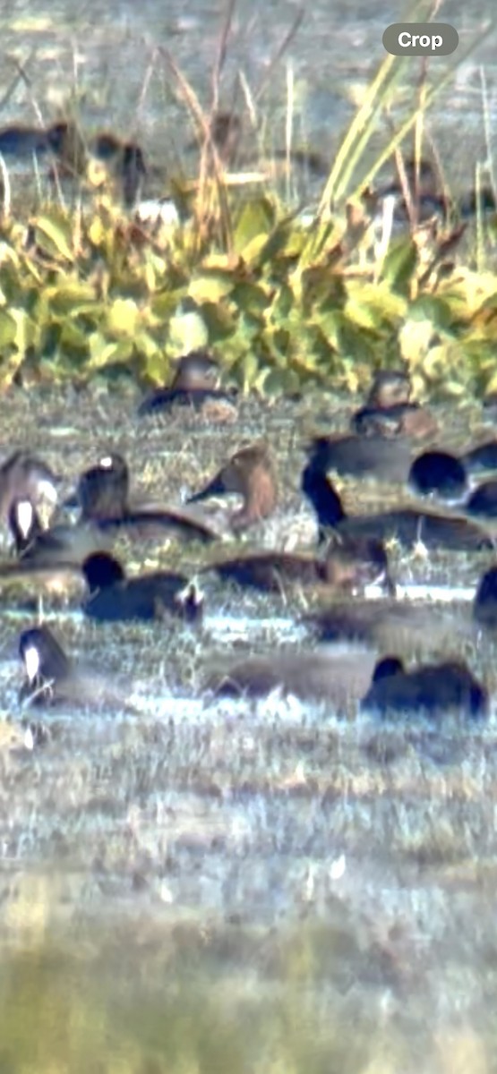 Парусиновый нырок - ML646858080