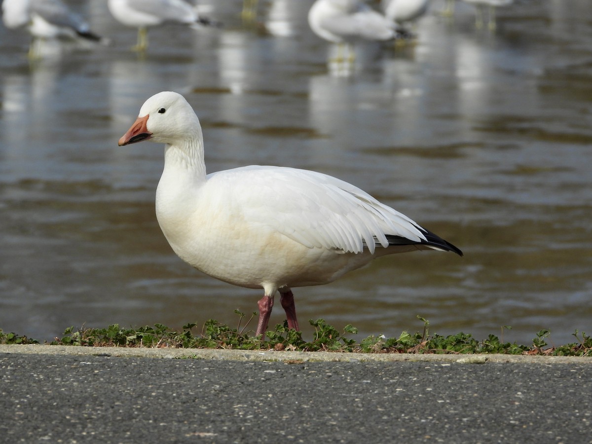 Oca delle nevi - ML646858085