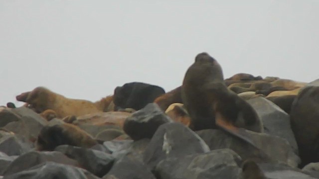 South American Sea Lion - ML646858086