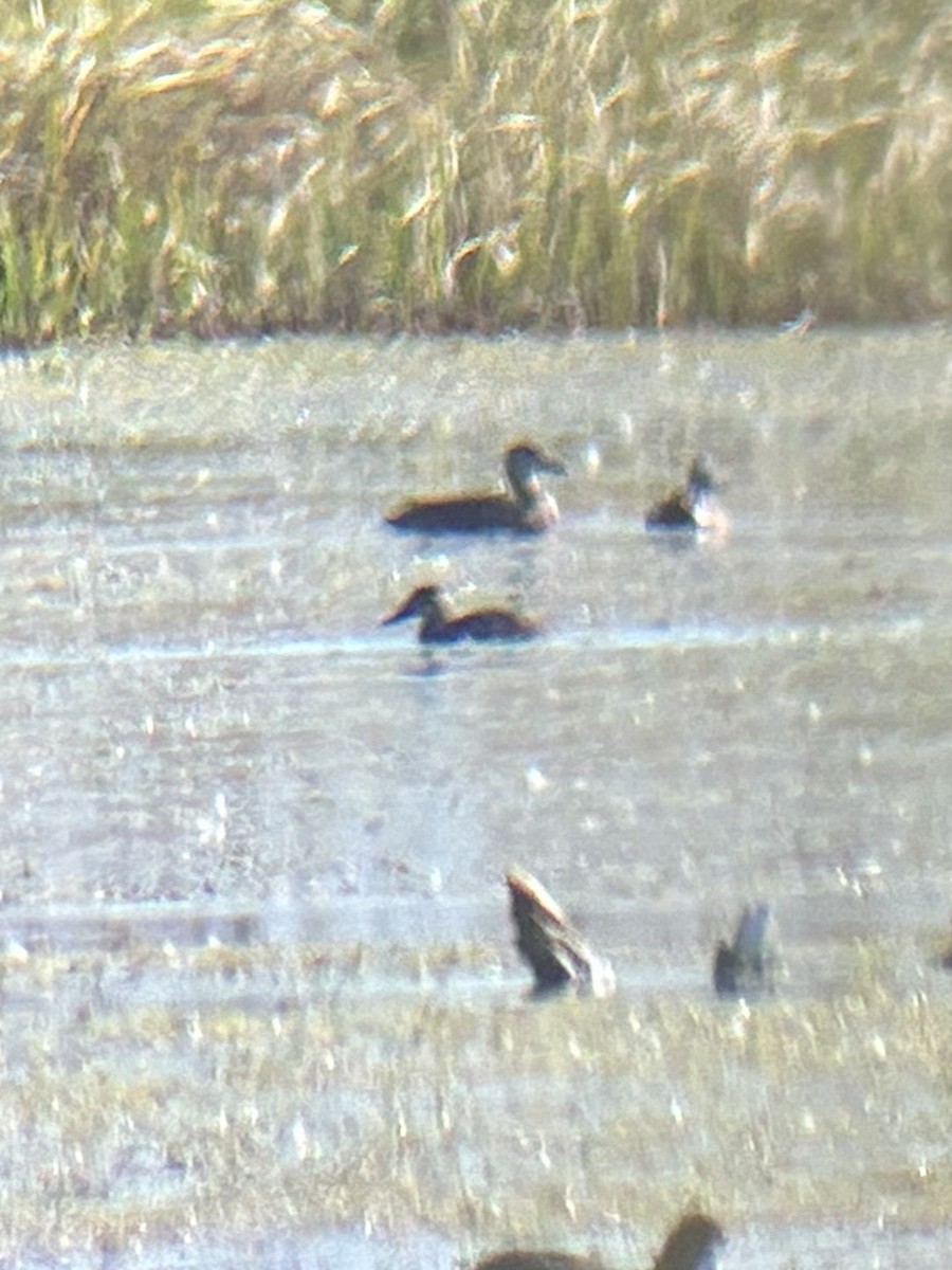 Американская савка - ML646858087