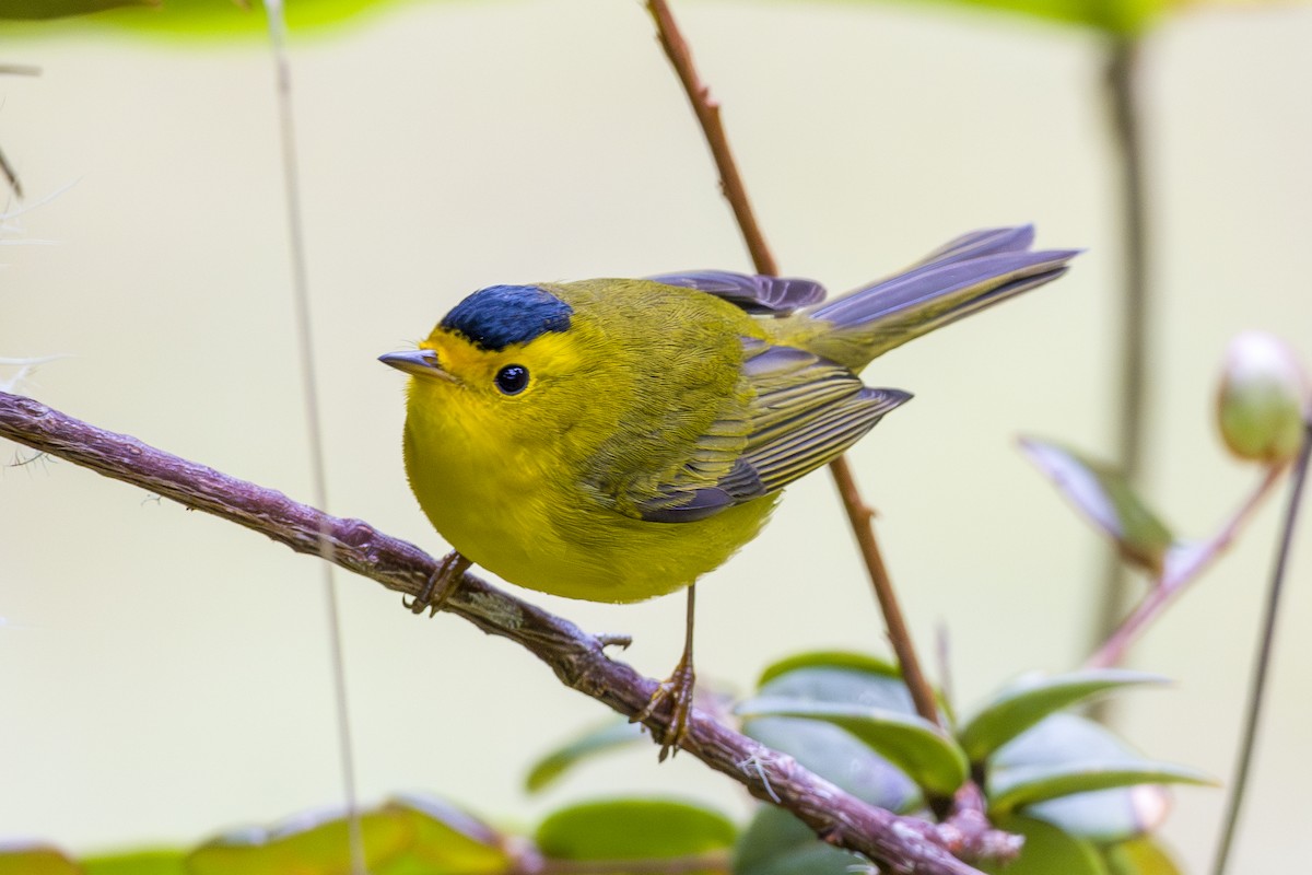 lesňáček čepičatý - ML646858088