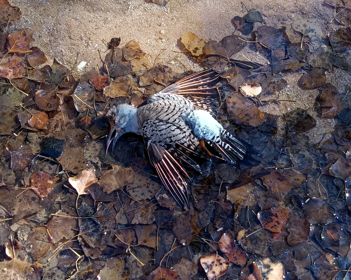 Northern Flicker (Red-shafted) - ML646858090