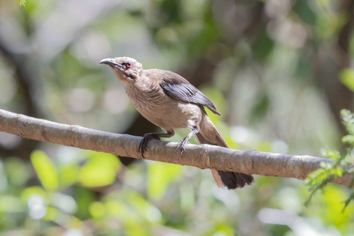 New Caledonian Friarbird - ML646858091
