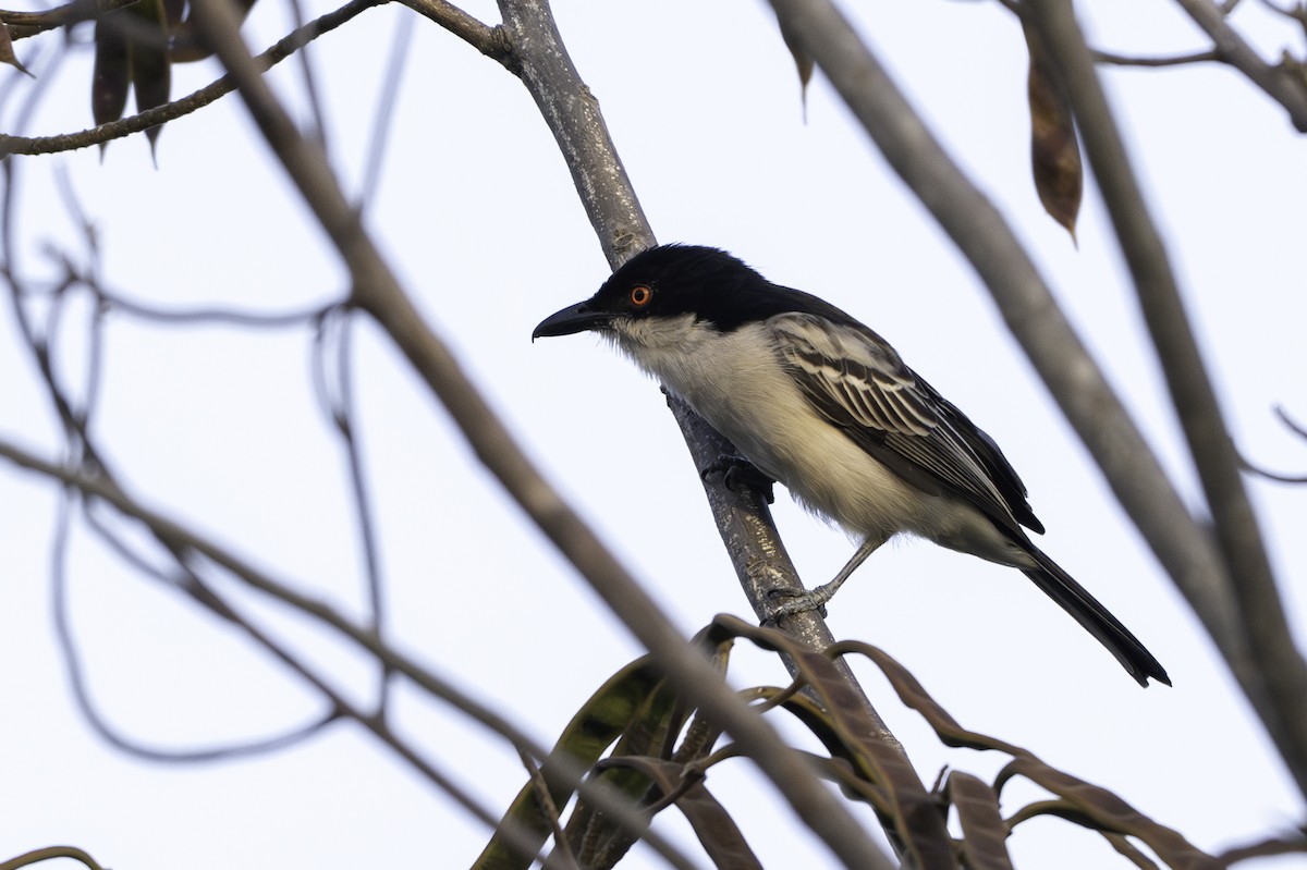 Gambia-Schneeballwürger - ML646858094