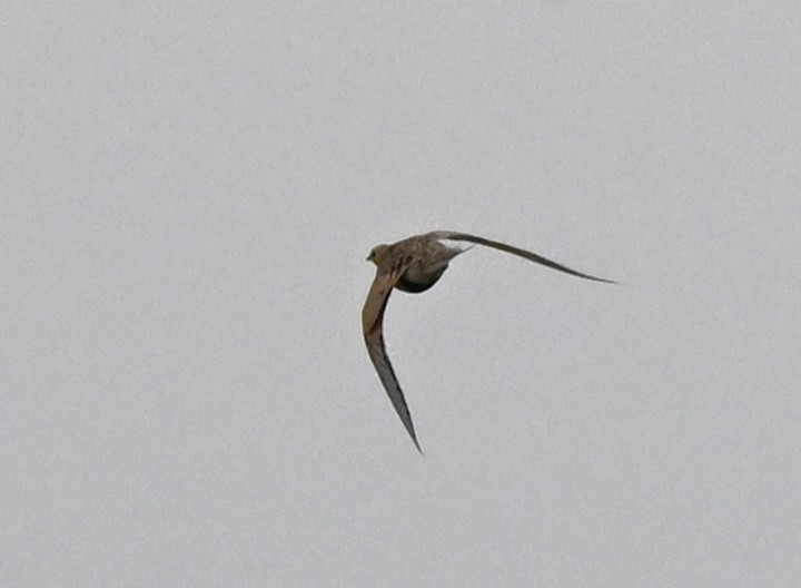 Estepa-ganga - ML646858096