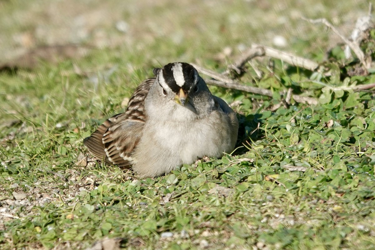 Dachsammer - ML646858098