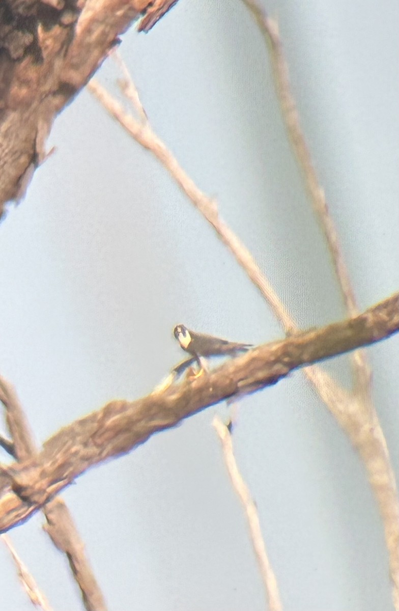 Сапсан - ML646858099