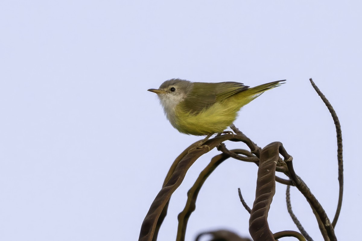 Graukappeneremomela - ML646858100