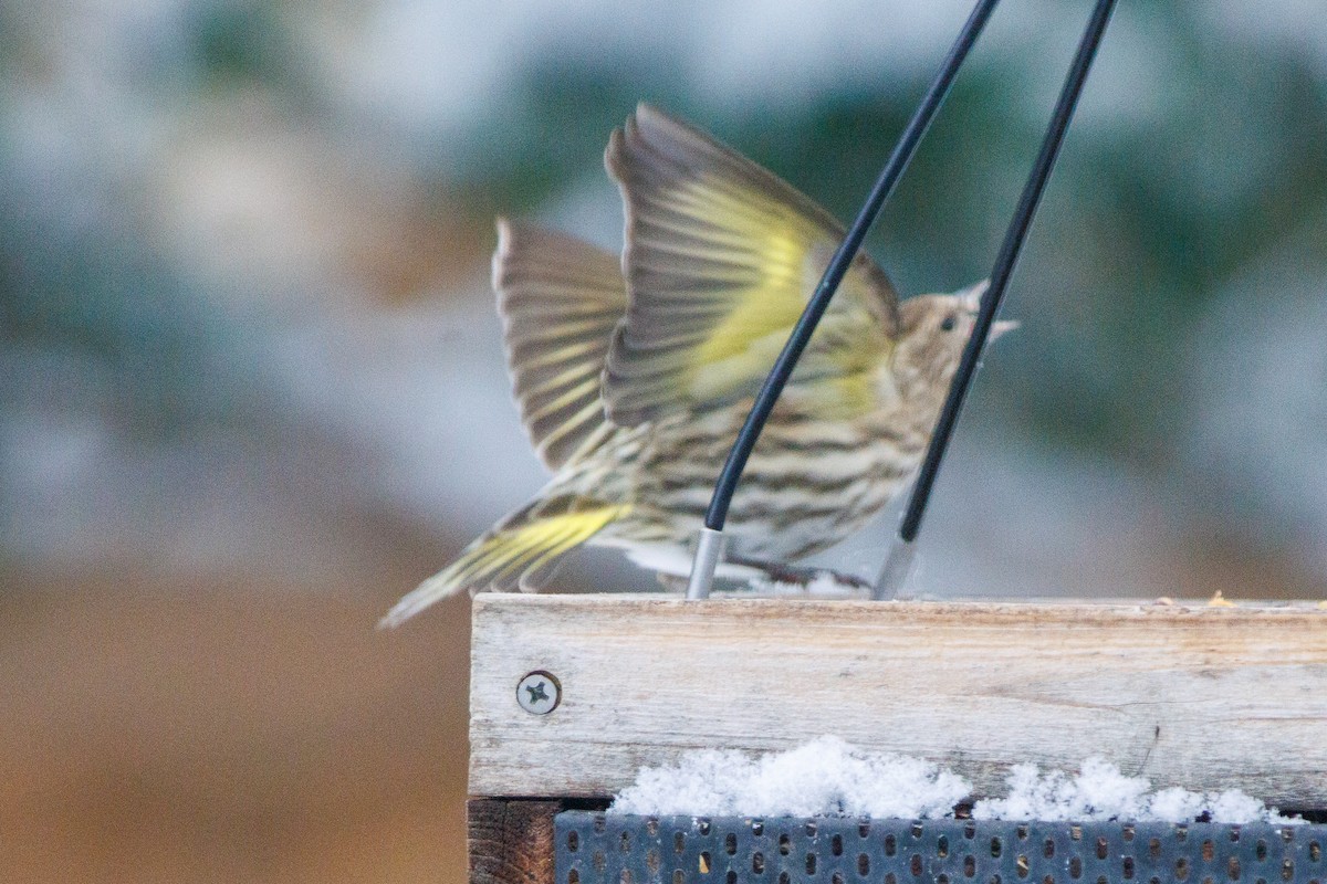 Pine Siskin - ML646858101