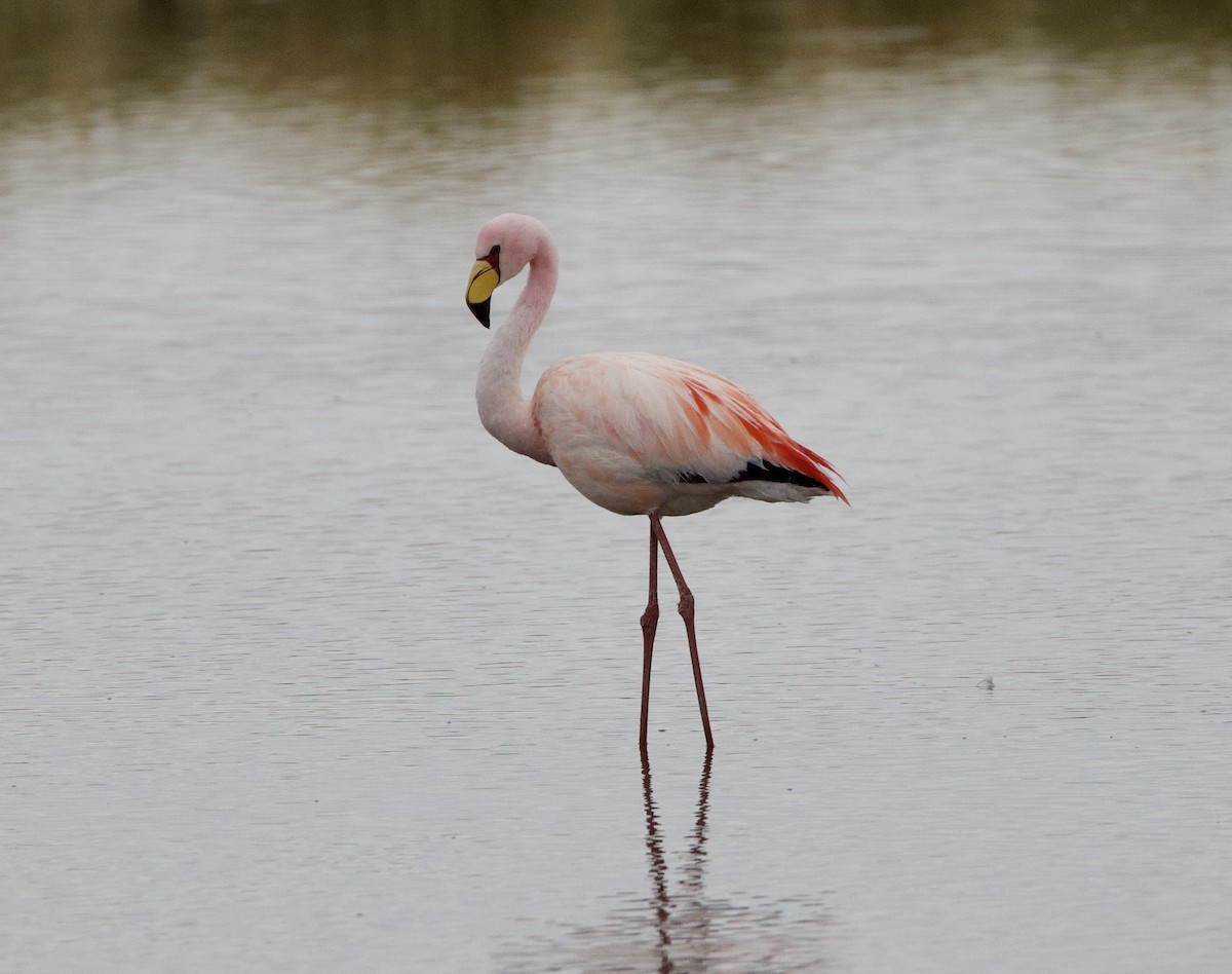 James's Flamingo - ML646858102