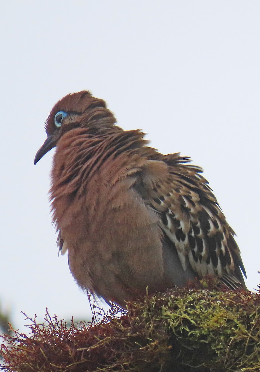 Galapagos Dove - ML646858104