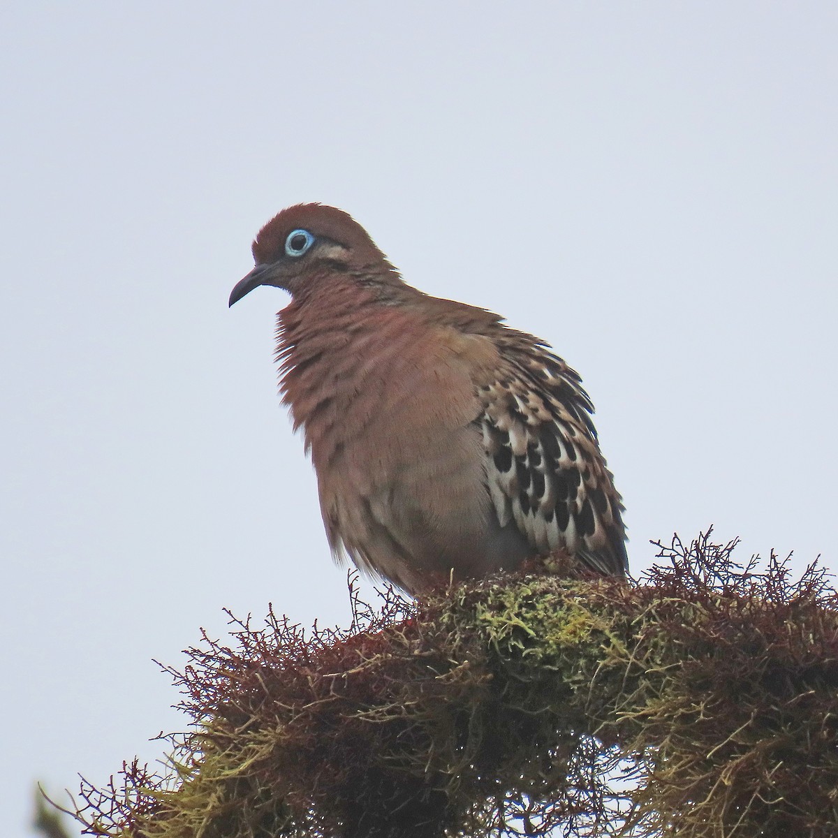 Galapagos Dove - ML646858105