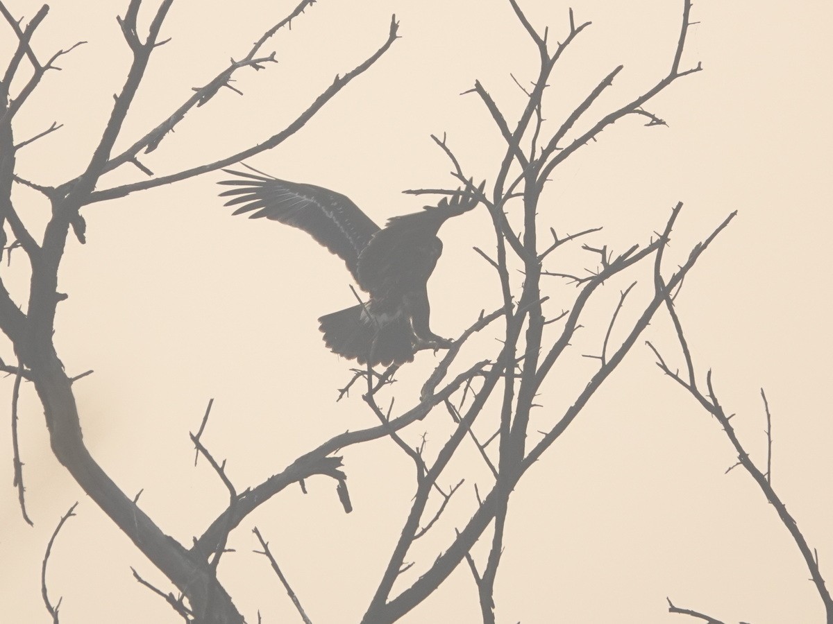 カラフトワシ - ML646858111