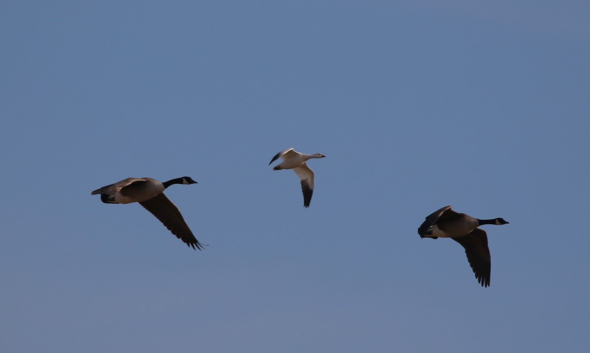 Ross's Goose - ML646858114