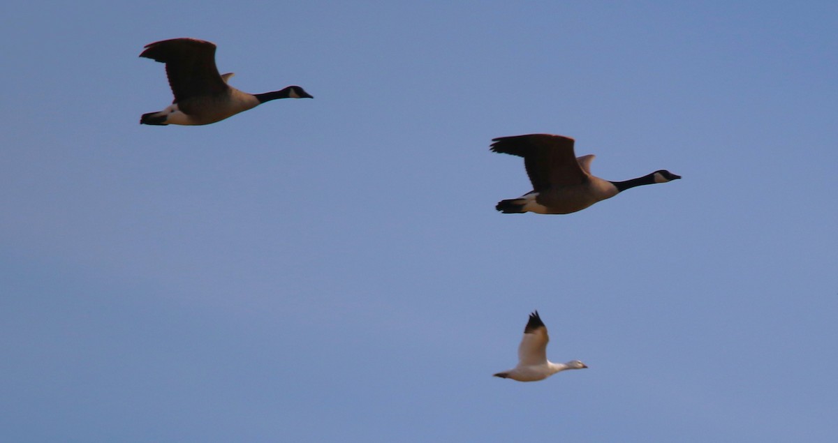 Ross's Goose - ML646858115