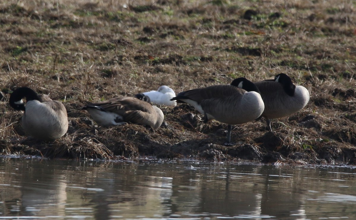 Ross's Goose - ML646858116