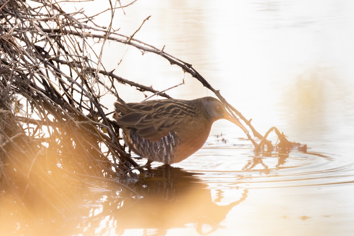 Virginia Rail - ML646858118