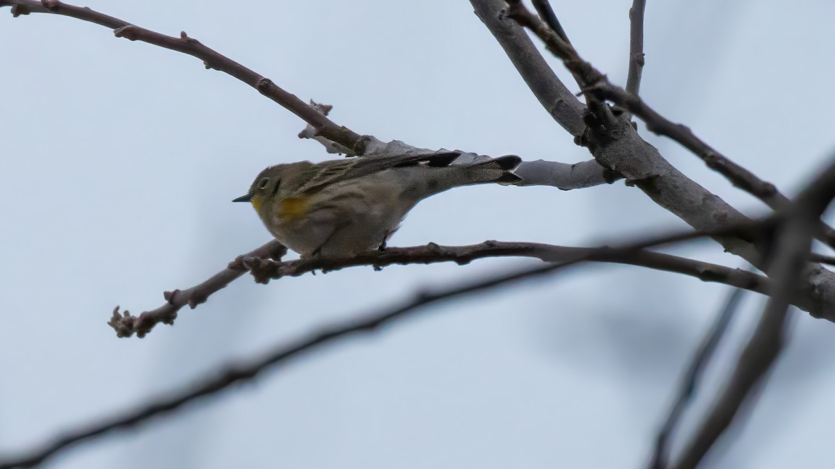 Taçlı Ötleğen - ML646858119